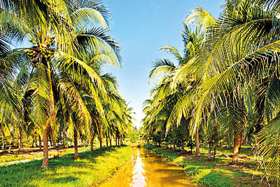 100-Acre Regenerative Coconut Agroforestry and Integrated Organic Farming Project