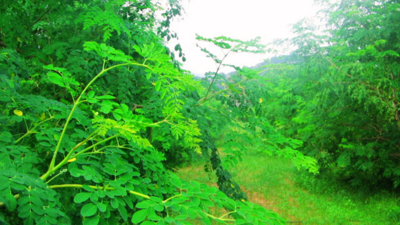 Organic Moringa Growing and Processing